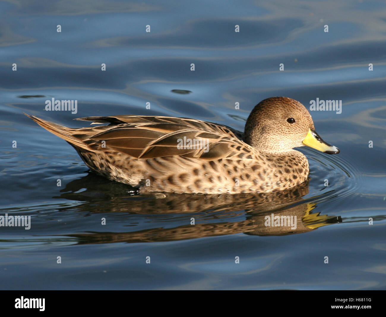 South Georgian Pintail at WWT Slimbridge in October 2016 Stock Photo