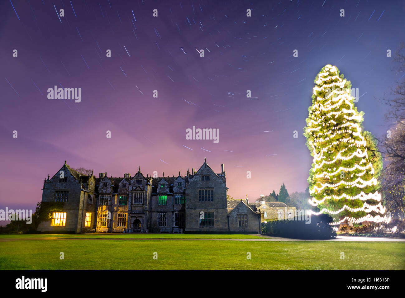 The UK's largest Christmas tree, a sequoia, in the grounds of Wakehurst Place in West Sussex