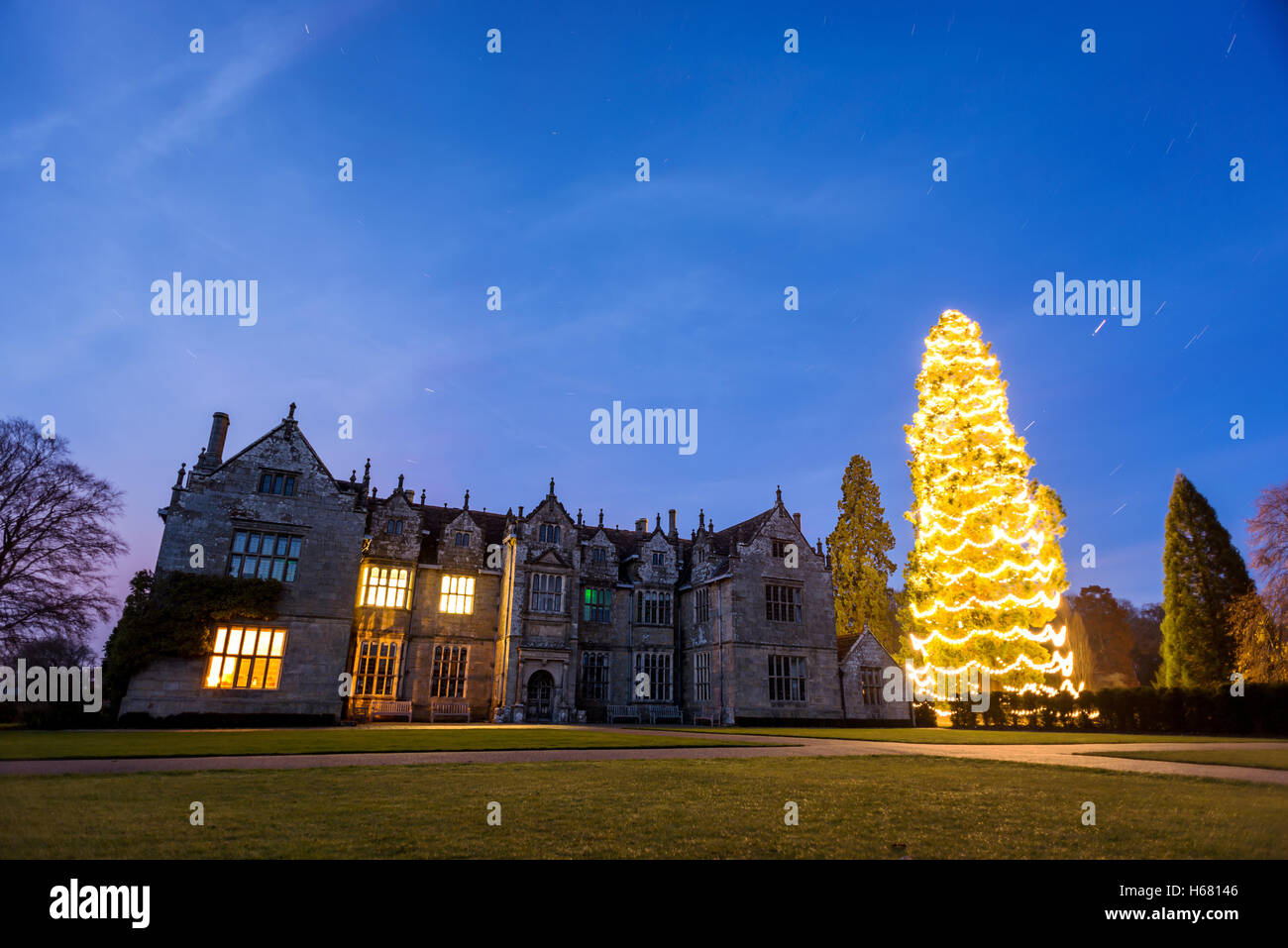 The UK's largest Christmas tree, a sequoia, in the grounds of Wakehurst Place in West Sussex
