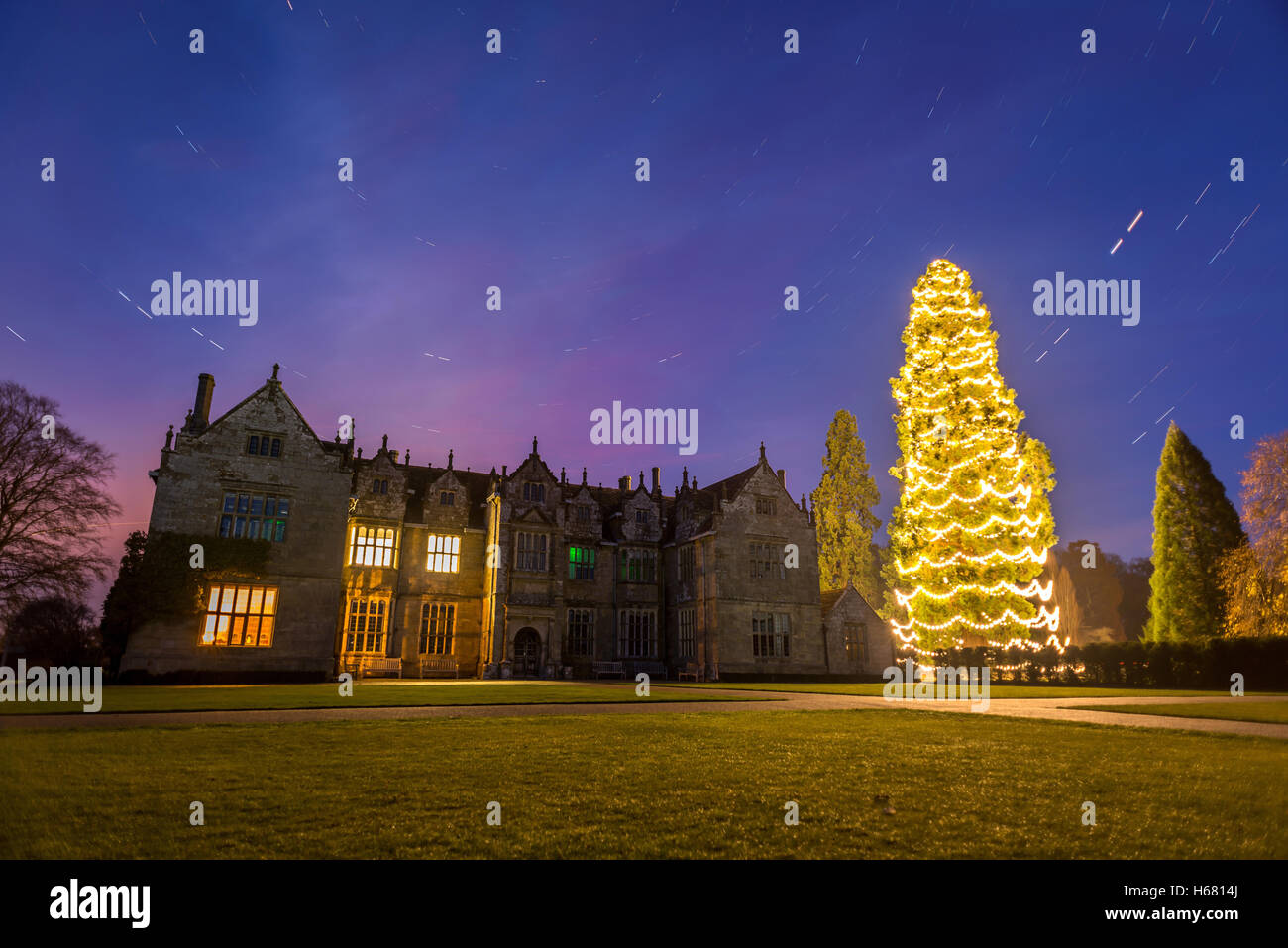 The UK's largest Christmas tree, a sequoia, in the grounds of Wakehurst