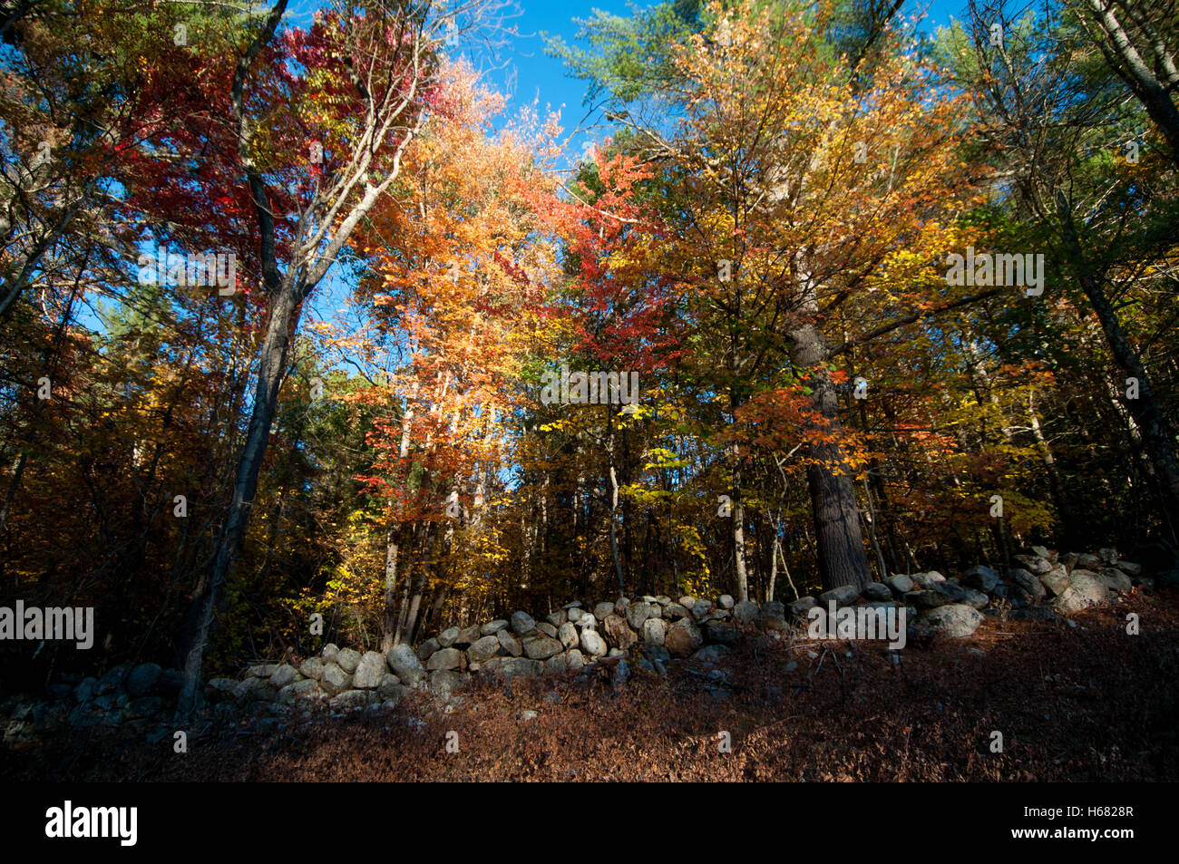 Stone wall new england forest hi-res stock photography and images - Alamy