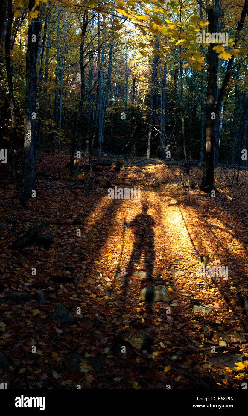 A male hiker casts a long shadow on a leafy trail late on an autumn afternoon. Stock Photo