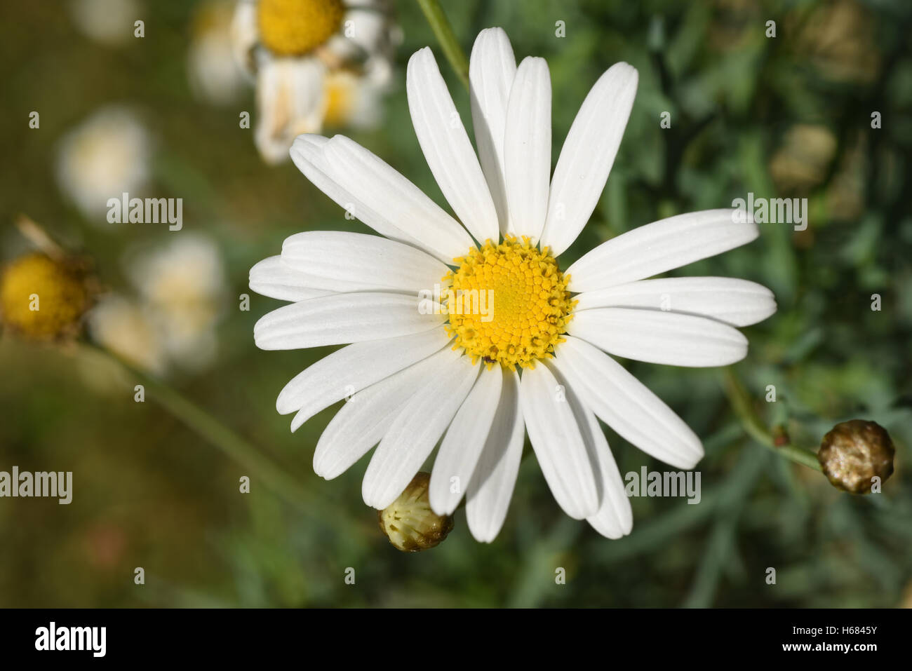 Beautiful white daisy flower in green meadow, wild nature scenery background with blur effect. Stock Photo
