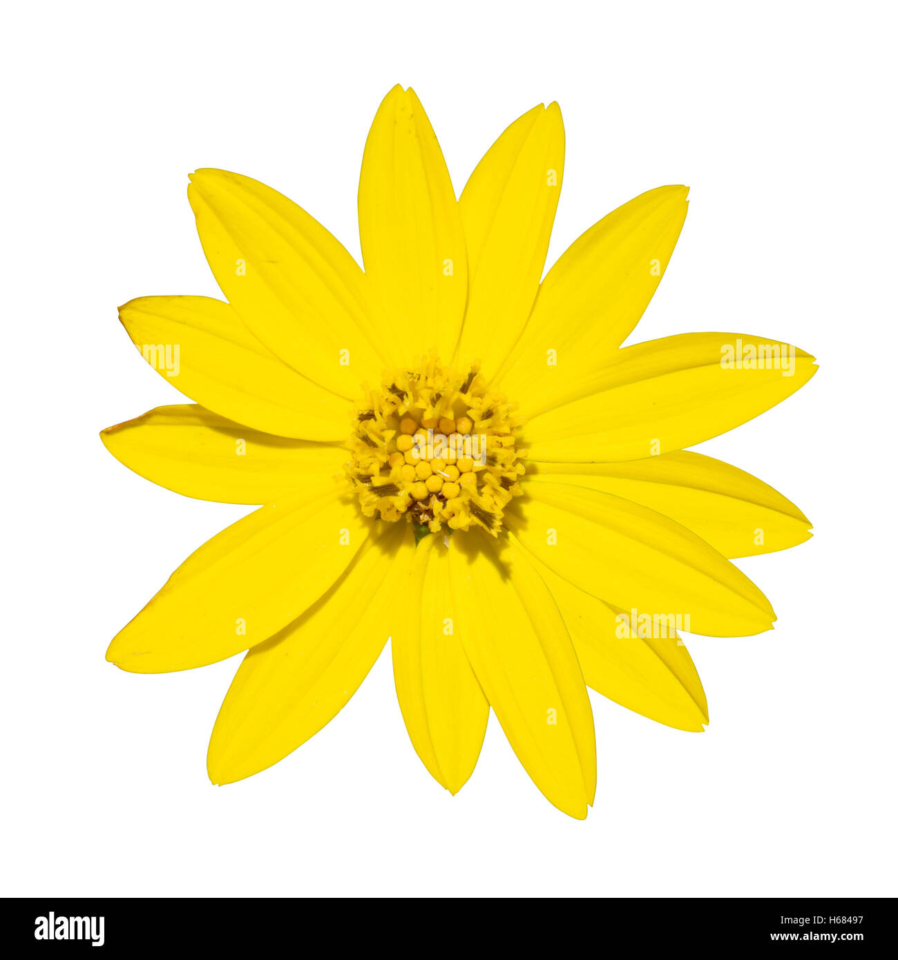 Top view of yellow daisy flower in green grass, wild nature scenery background with blur effect. Stock Photo