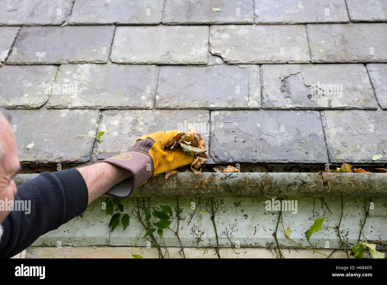 cleaning blocked gutter of leaves Stock Photo