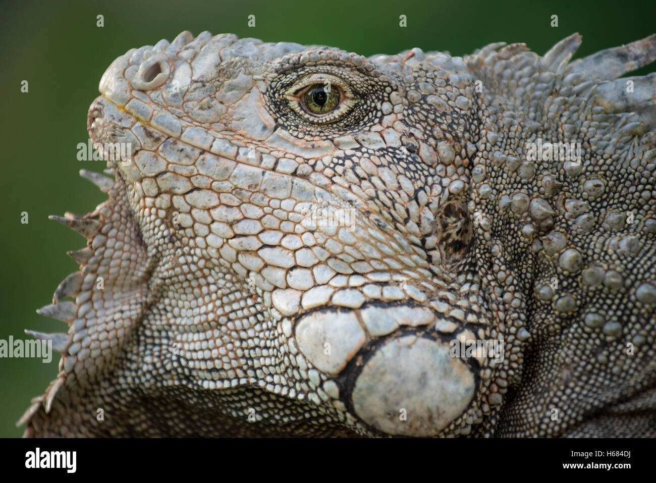 Wildlife close up shot of lizard face, wild iguana resting in natural habitat in galapagos island with green environment backgro Stock Photo