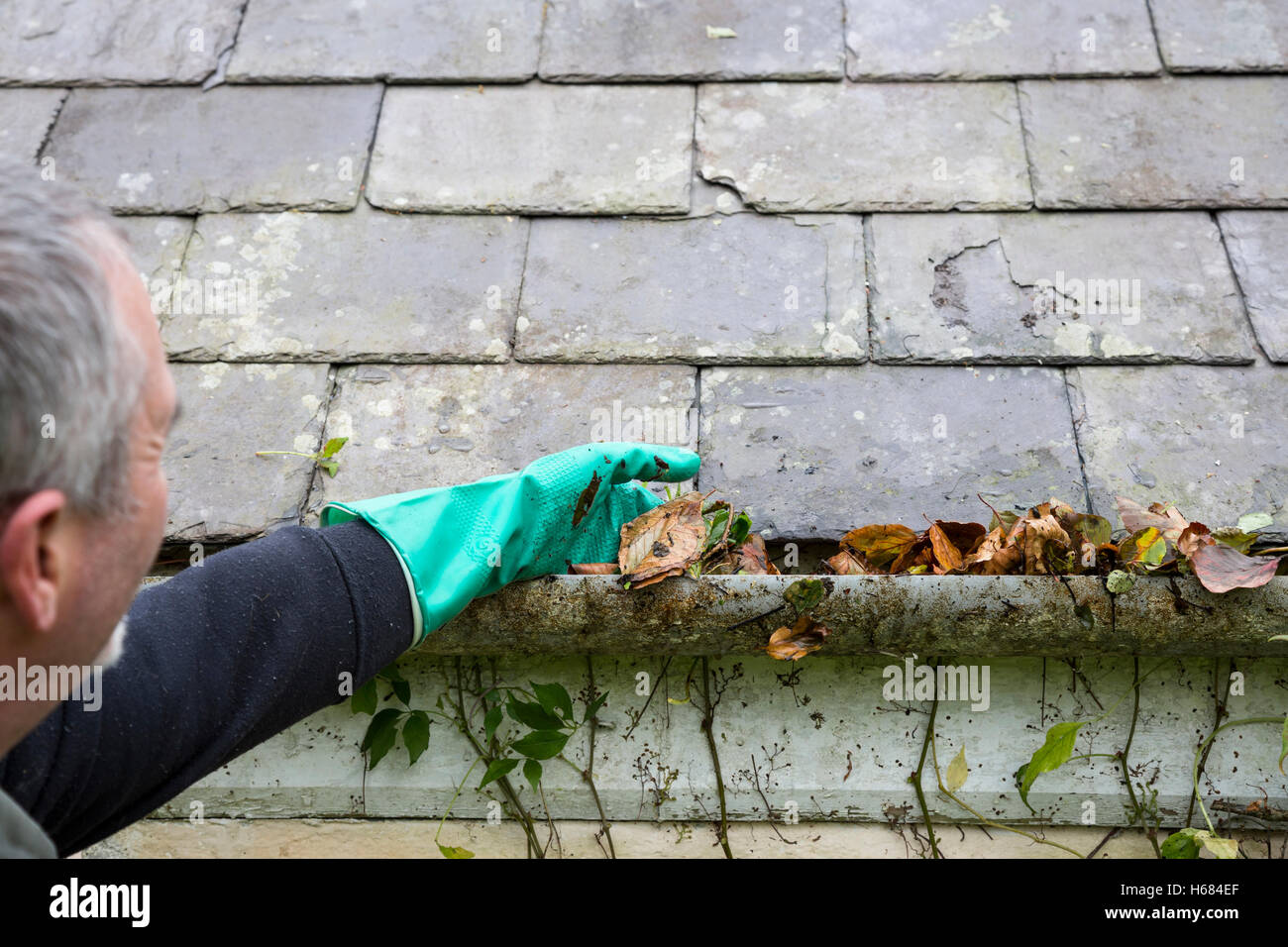 cleaning blocked gutter of leaves Stock Photo