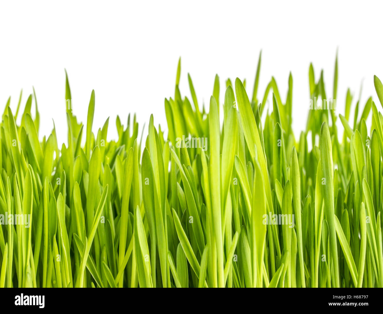 Wallpaper green grass hi-res stock photography and images - Alamy