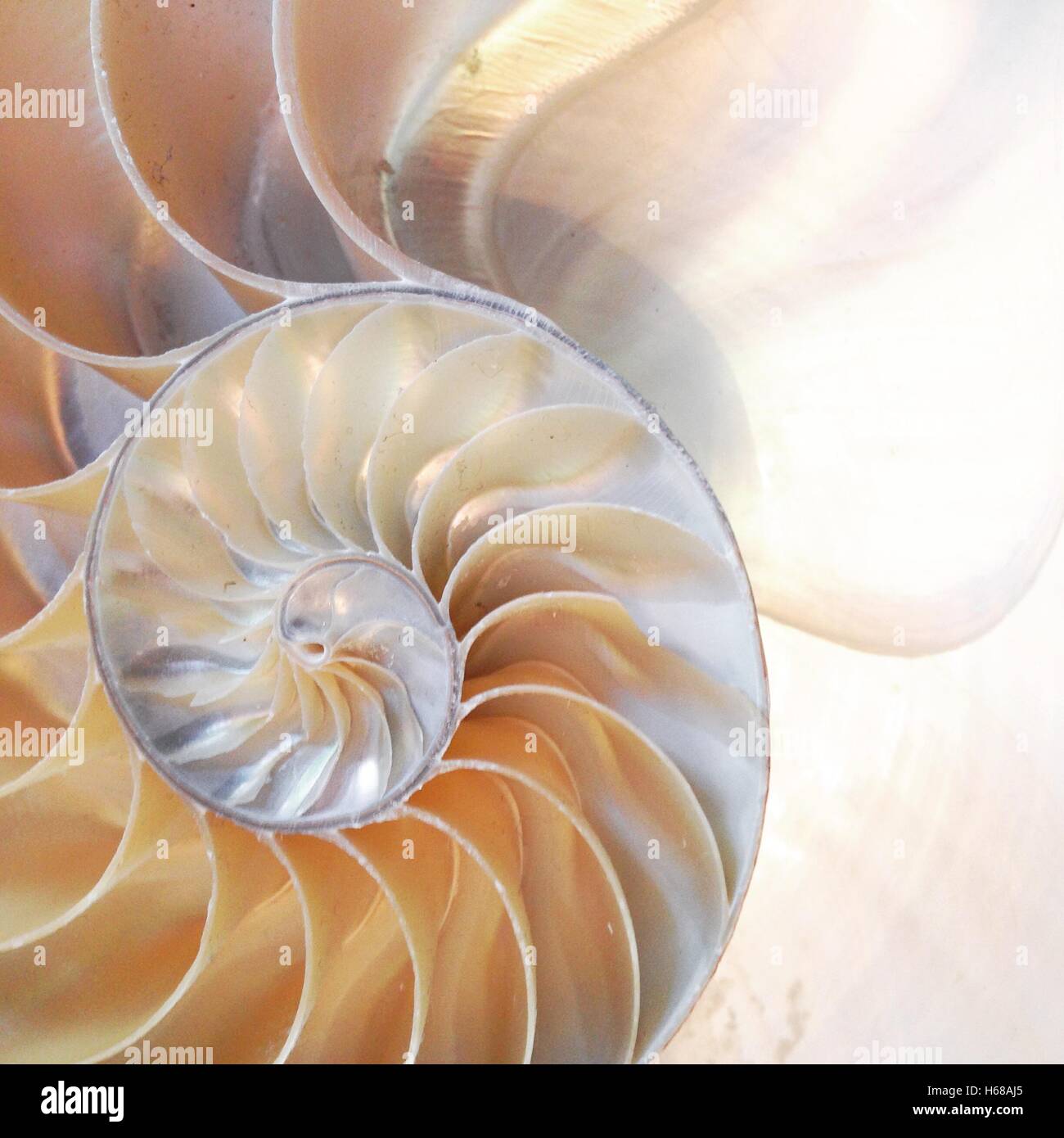 nautilus shell symmetry cross section spiral structure growth golden ratio Fibonacci stock photo, stock, photograph, image, picture Stock Photo