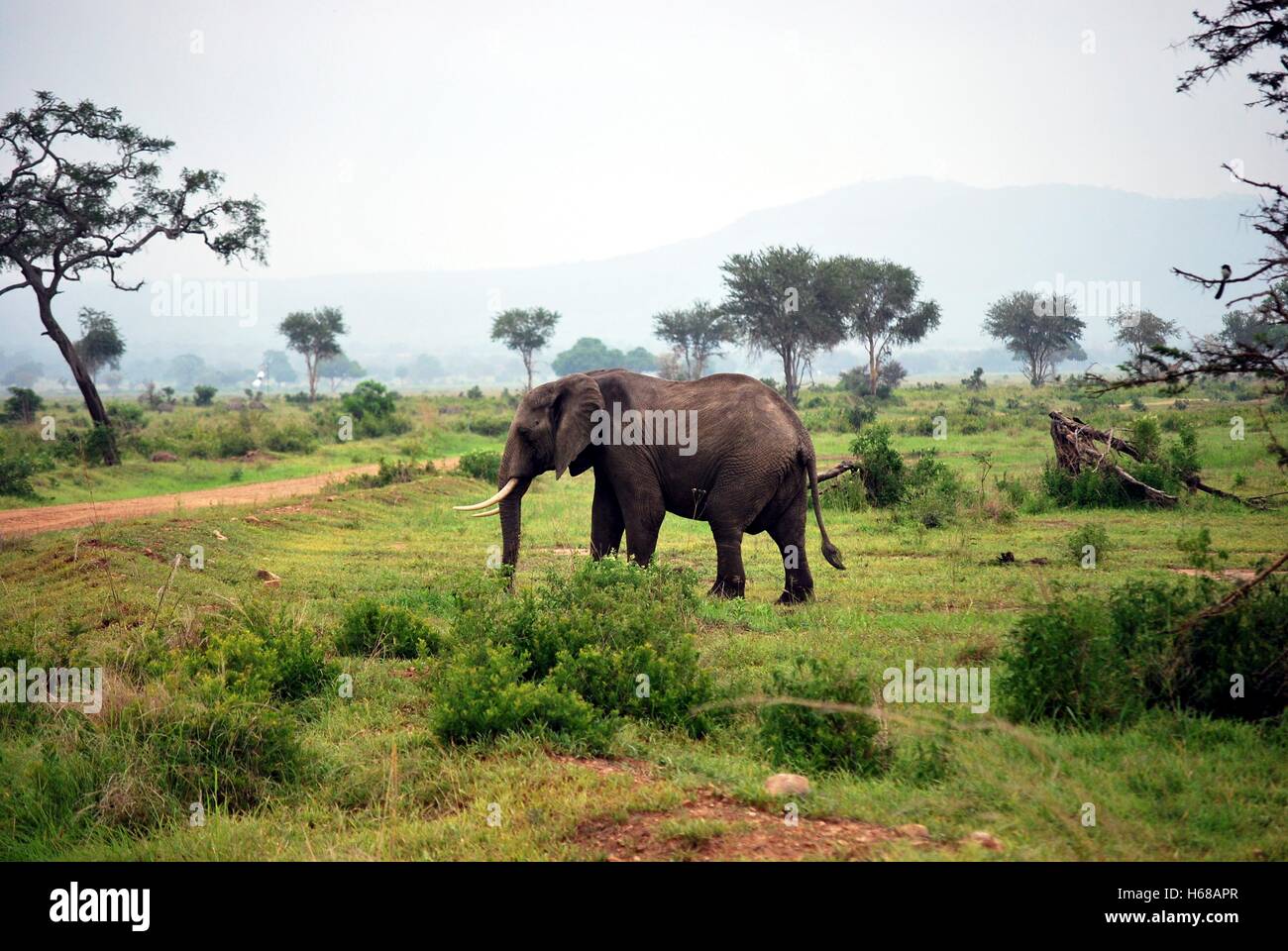 Elephant isolated in the savanna in Tanzania Stock Photo