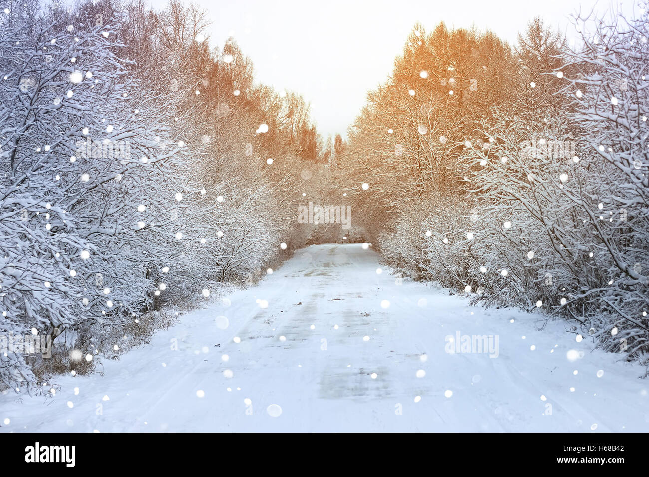 winter road in the forest Stock Photo - Alamy