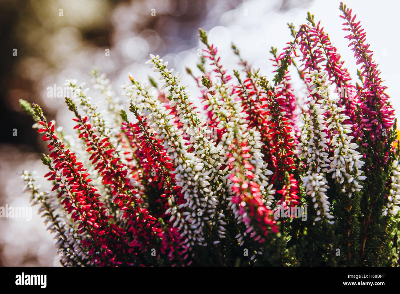 Red pink and white calluna vulgaris flowers. Stock Photo