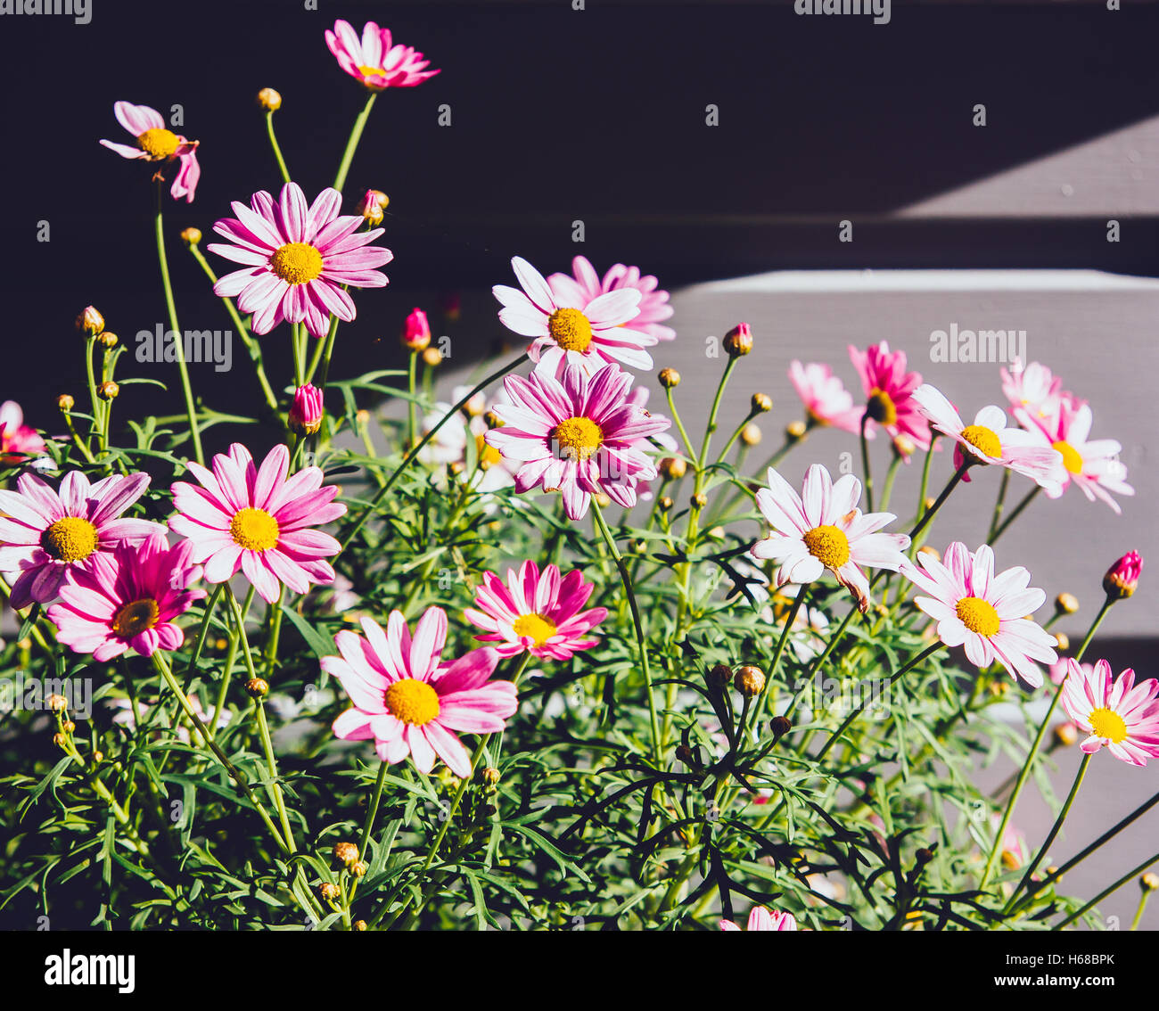 Pink daisies in bloom. Stock Photo