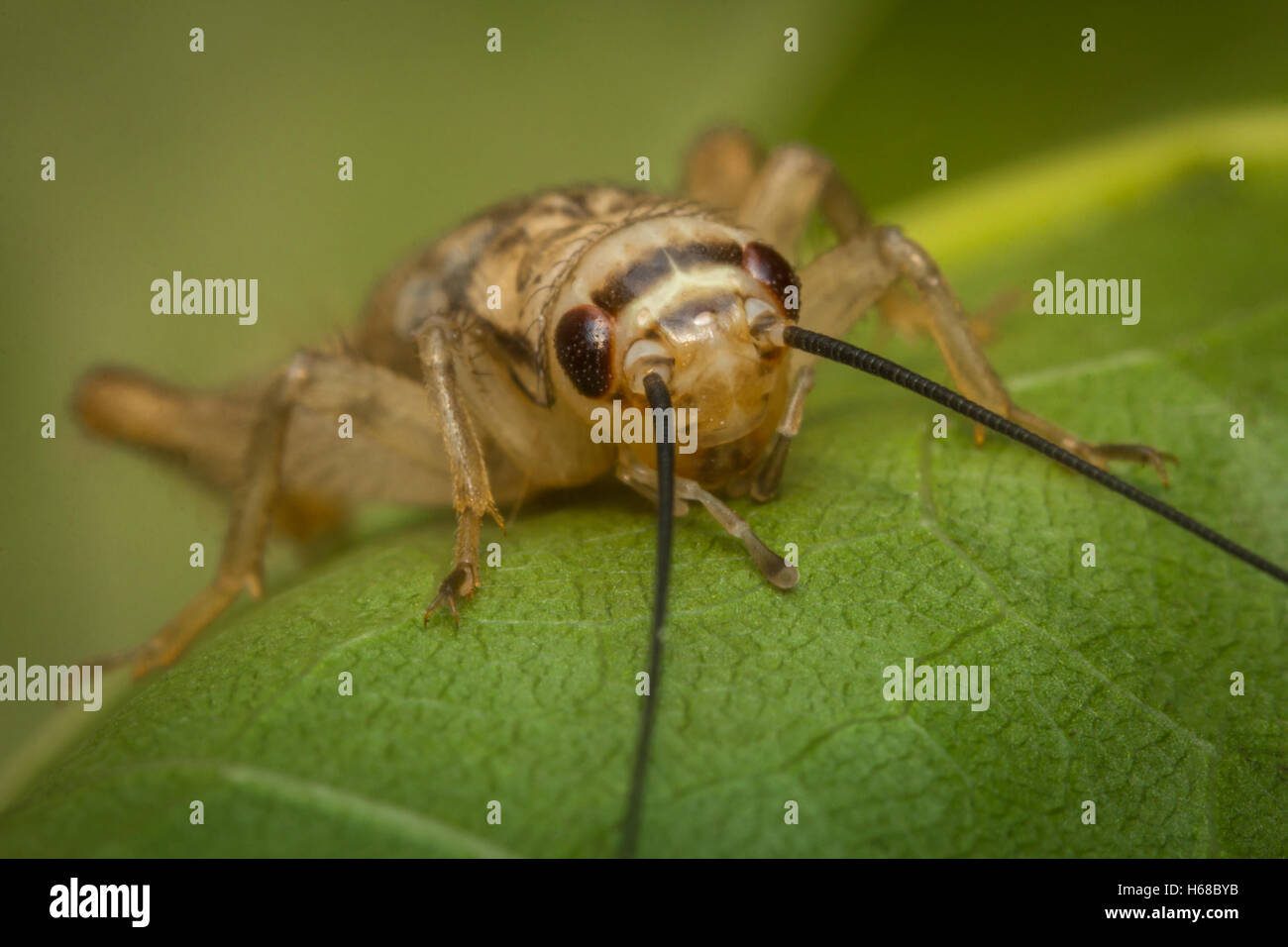 Close up macro feeder house cricket on green leaf Stock Photo