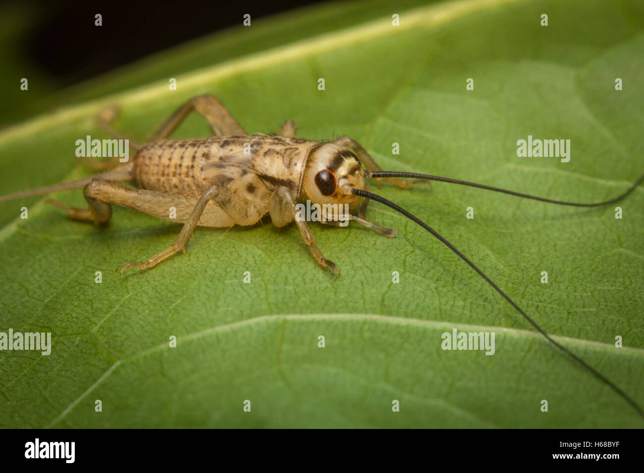 Close up macro feeder house cricket on green leaf Stock Photo