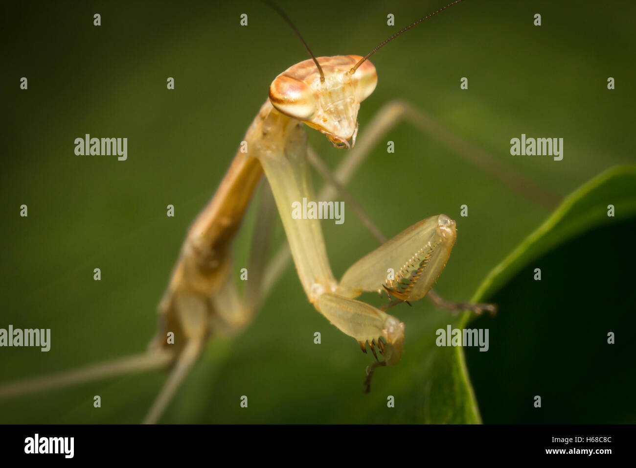 Close up macro Chinese praying mantis insect nymph Stock Photo