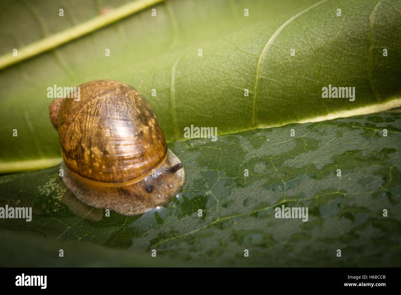 Closeup macro amber snail showing antenna on leaf Stock Photo Alamy