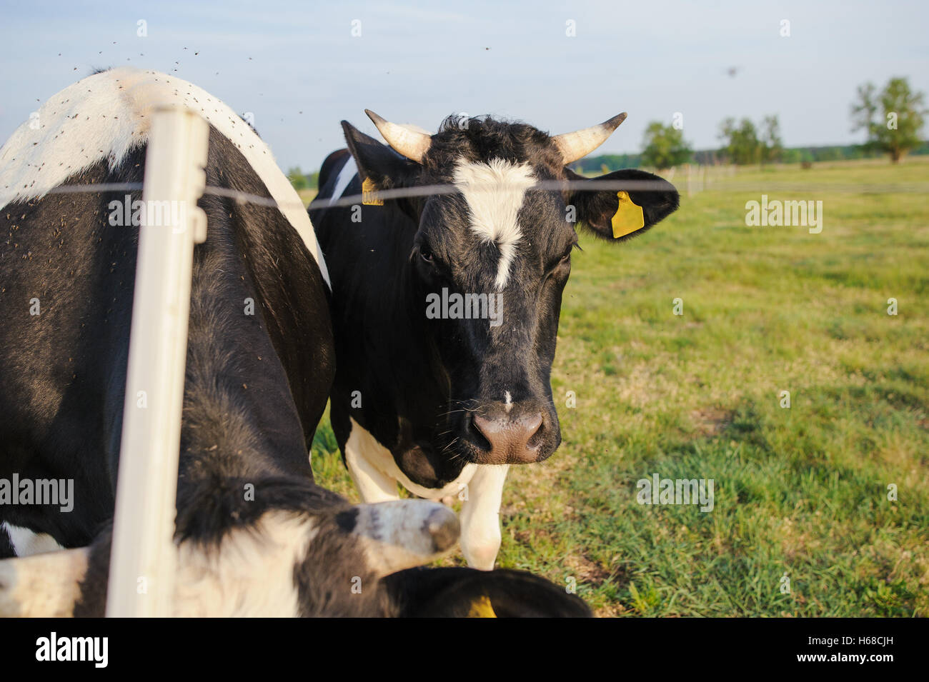 Spotted Black and White Holstein Cattle Grazing in a Green Field Stock ...