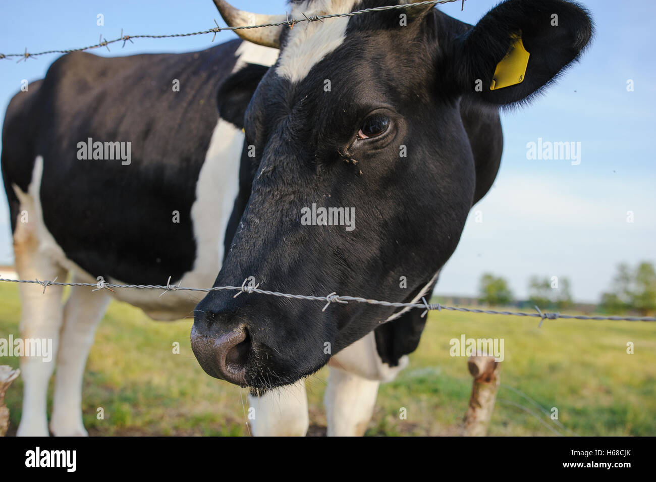 Spotted Black and White Holstein Cattle Grazing in a Green Field Stock ...