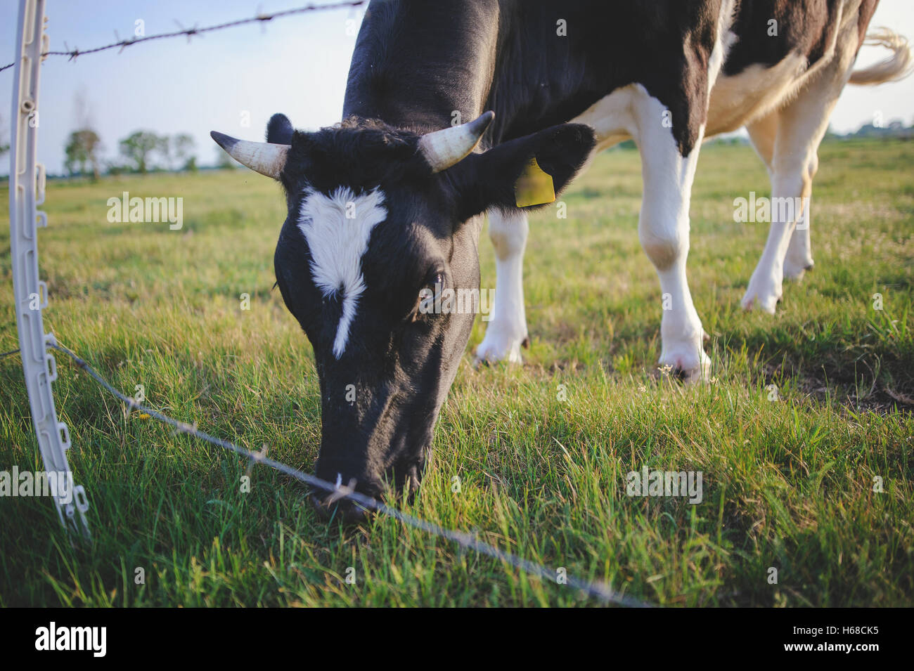 Spotted Black and White Holstein Cattle Grazing in a Green Field Stock ...