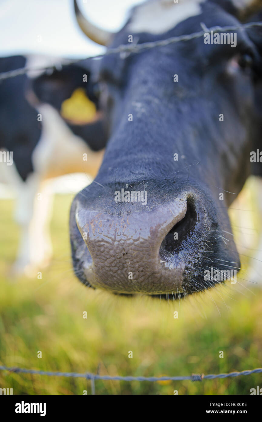 Spotted Black and White Holstein Cattle Grazing in a Green Field Stock ...