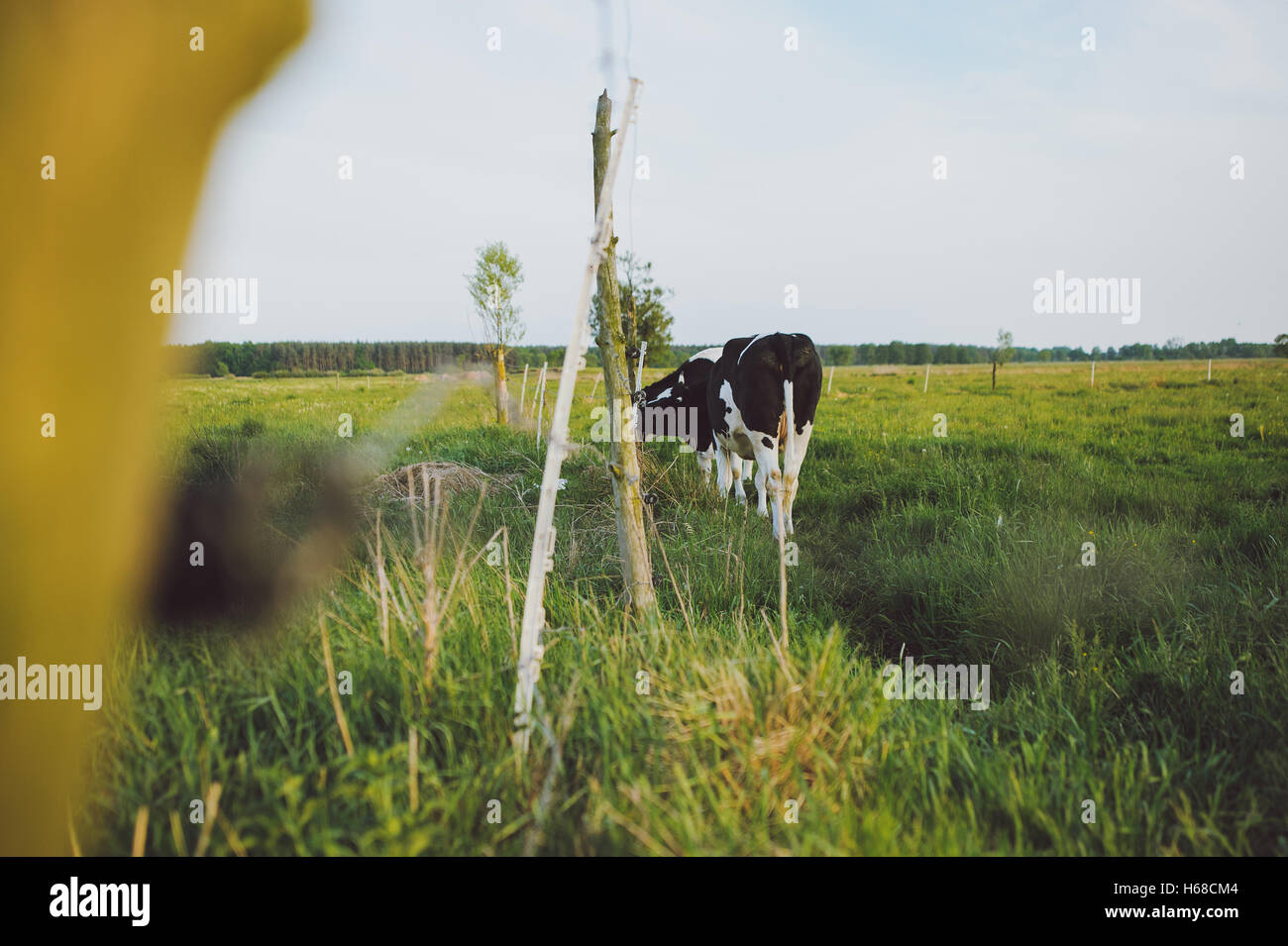 Spotted Black and White Holstein Cattle Grazing in a Green Field Stock ...