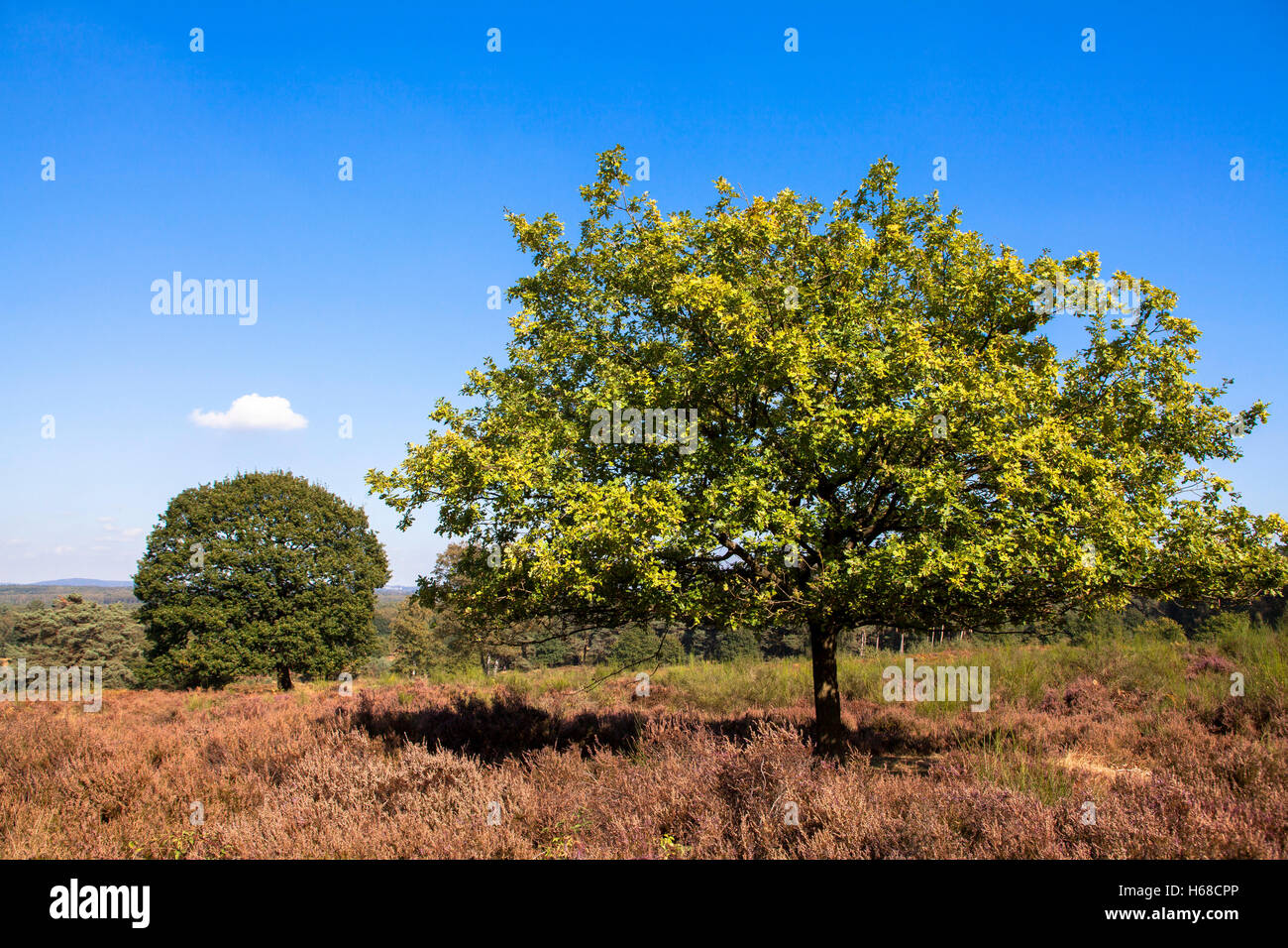 Europe, Germany, Troisdorf, North Rhine-Westphalia, oak trees in the Wahner Heath, view from the Telegraphen mountain to the eas Stock Photo