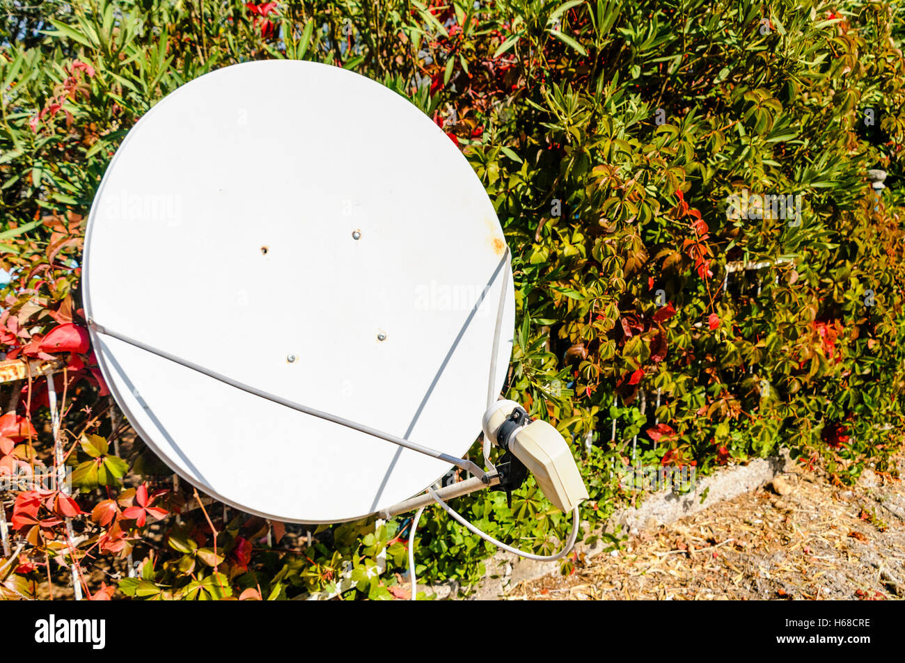 Unbranded satellite dish mounted on a fence beside a bush. Stock Photo