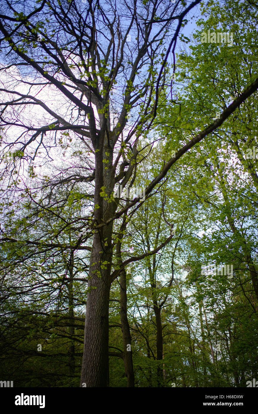 Beautiful nature at morning in the misty spring forest with sun rays ...