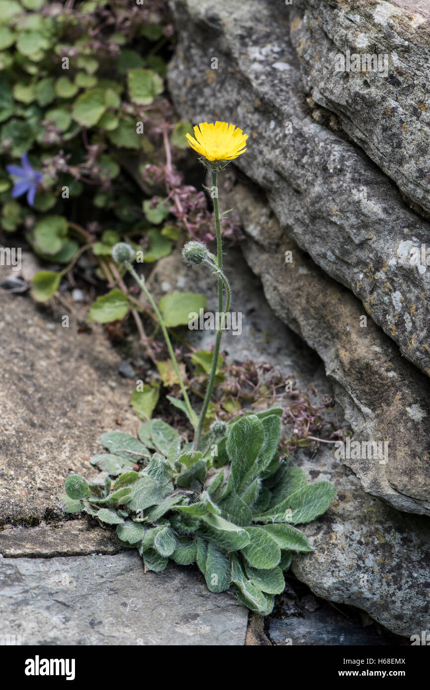 Hieracium sect. Hieracium, H. bifida, growing on rocks, Surrey, UK. July. Stock Photo