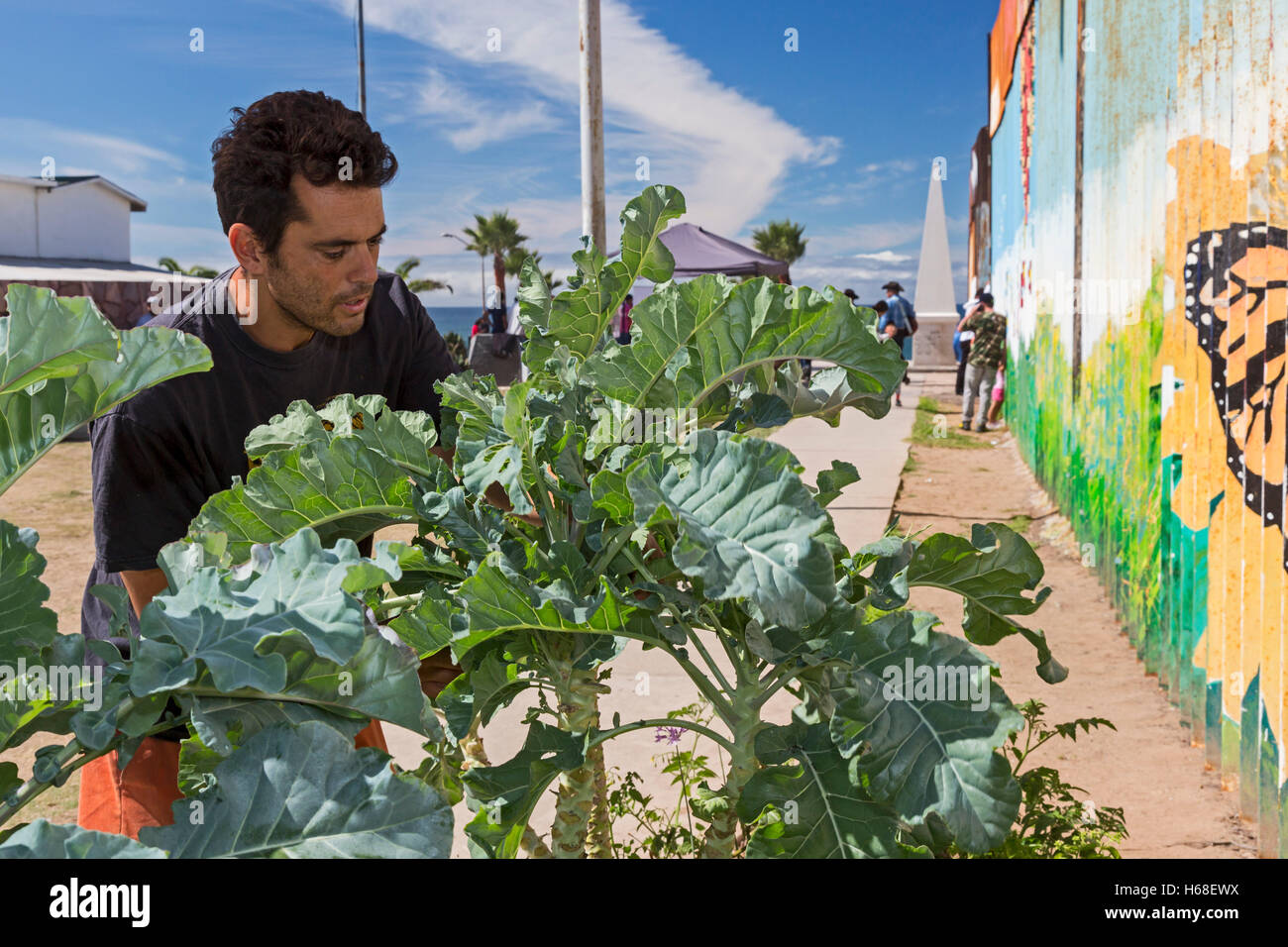 Tijuana, Mexico - Dan Watman harvests produce from the Binational Friendship Garden, maintained by volunteers at the border. Stock Photo