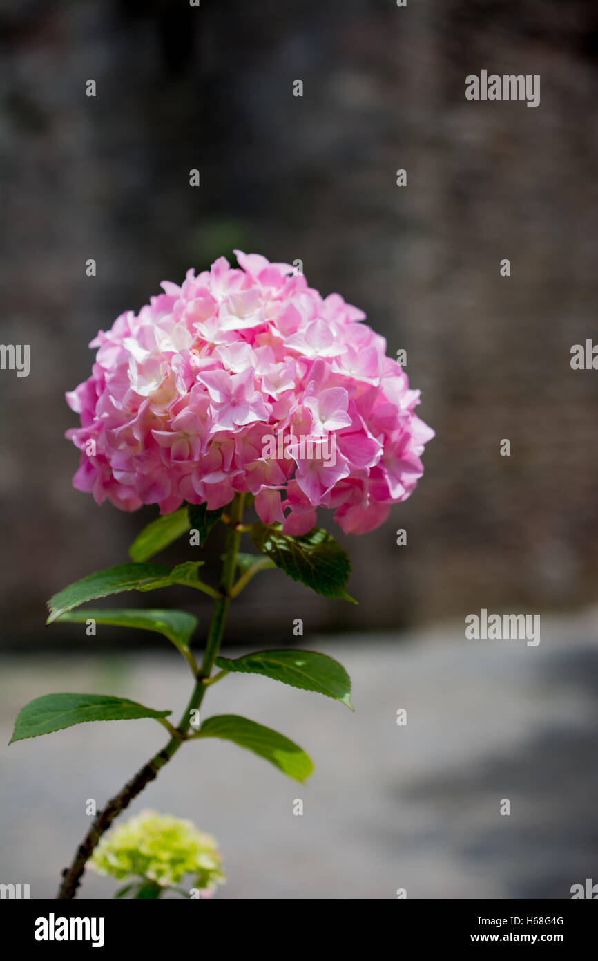 Beautiful hydrangea flowers in nature background Stock Photo - Alamy