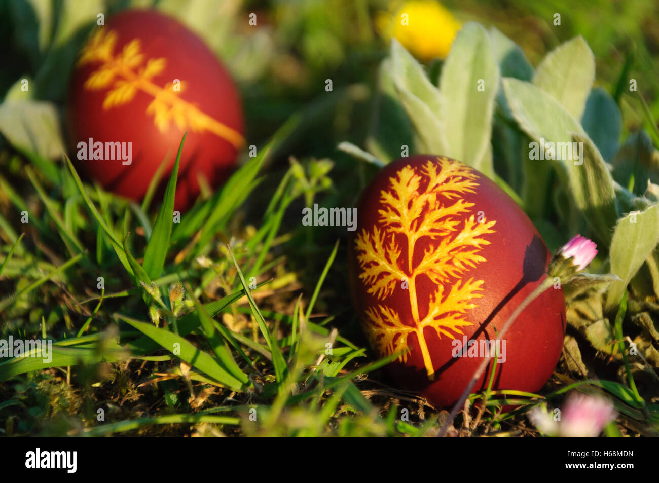 Colored Easter eggs arranged outside in the grass in the sun Stock Photo