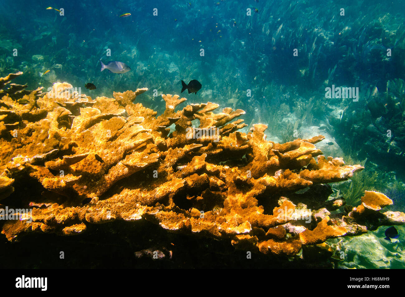 Acropora palmata: Yellow elkhorn coral underwater (critically endangered) in the Florida Keys Stock Photo