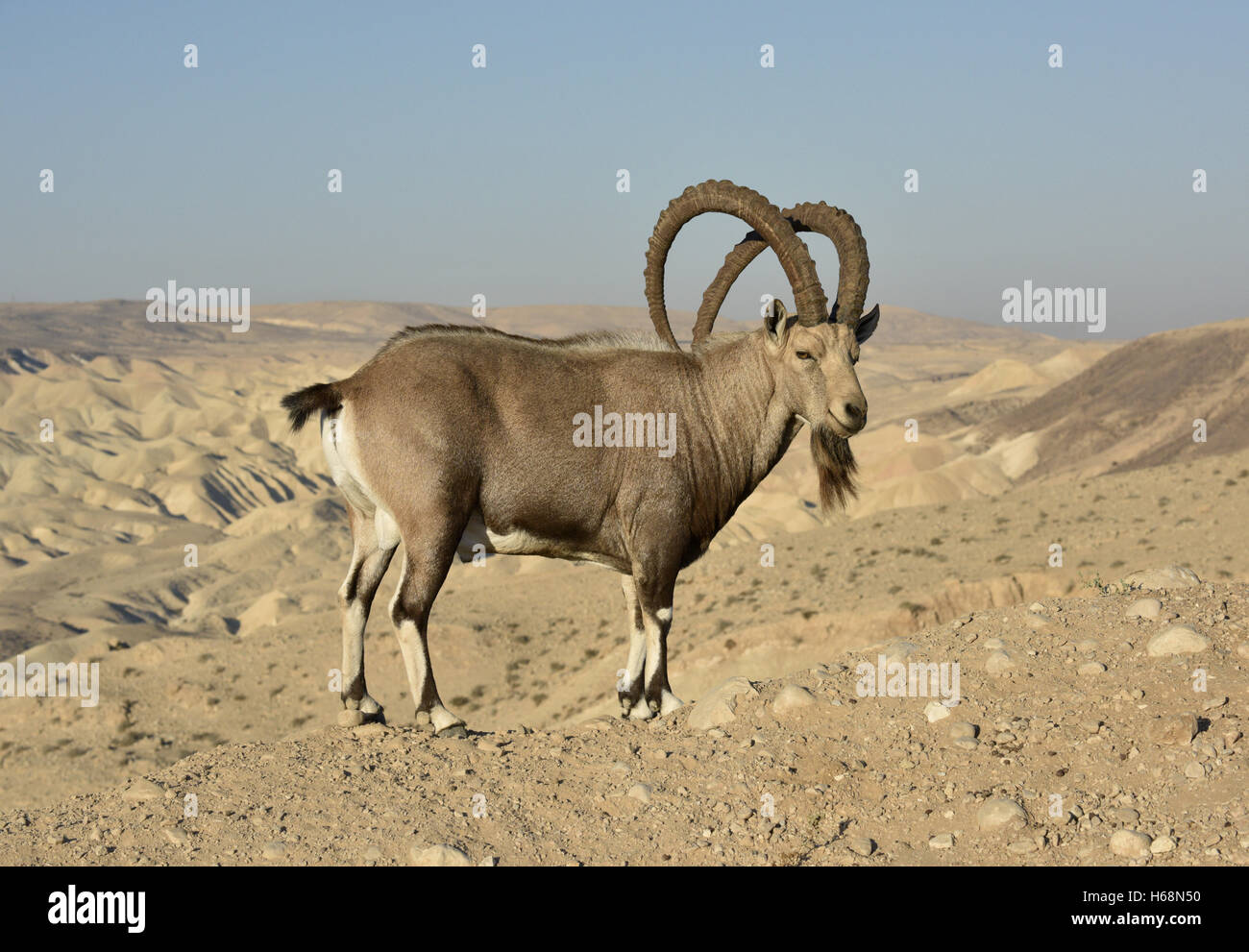 Nubian Ibex - Capra nubiana Stock Photo