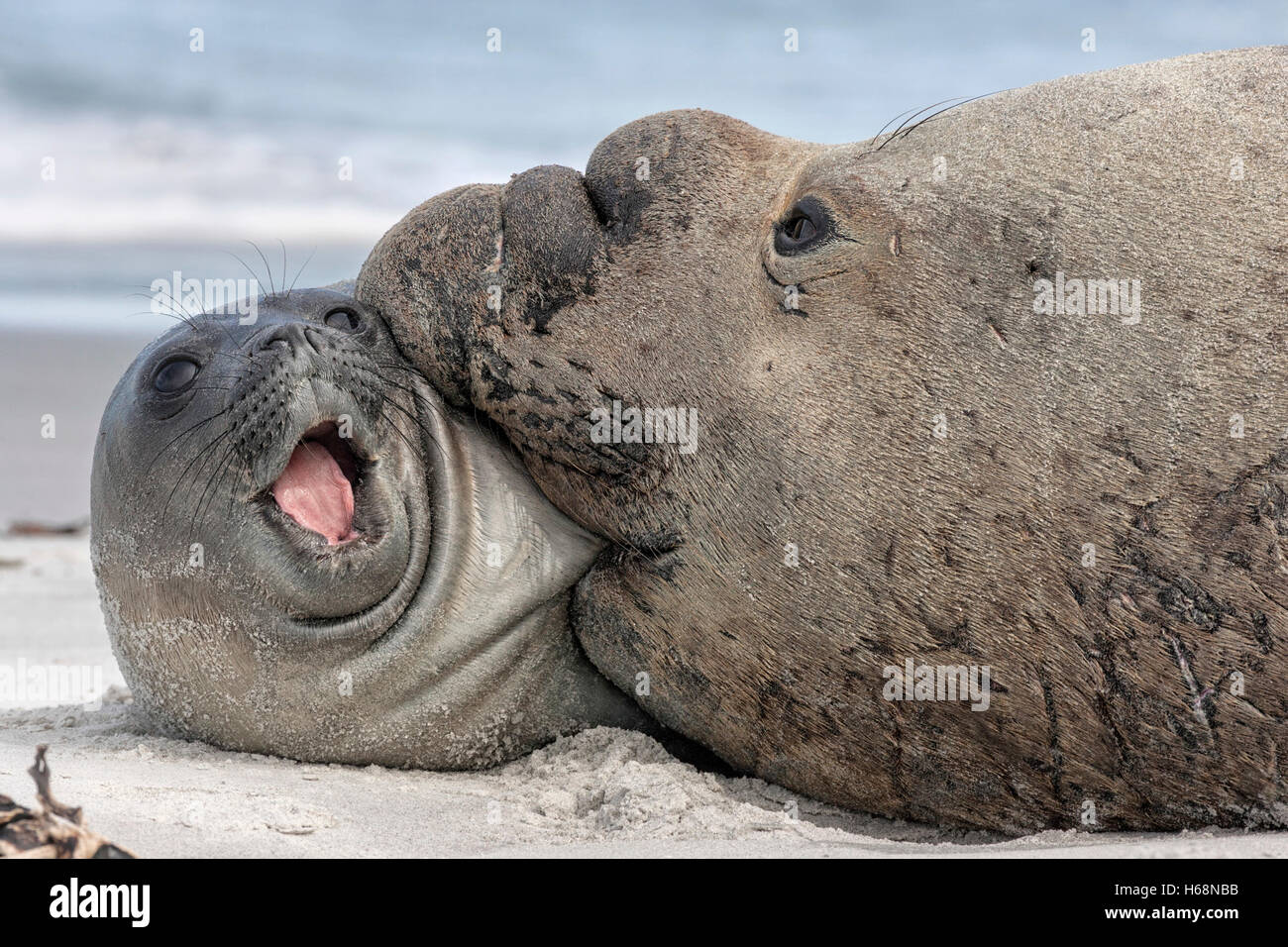 Bull seal hi-res stock photography and images - Alamy