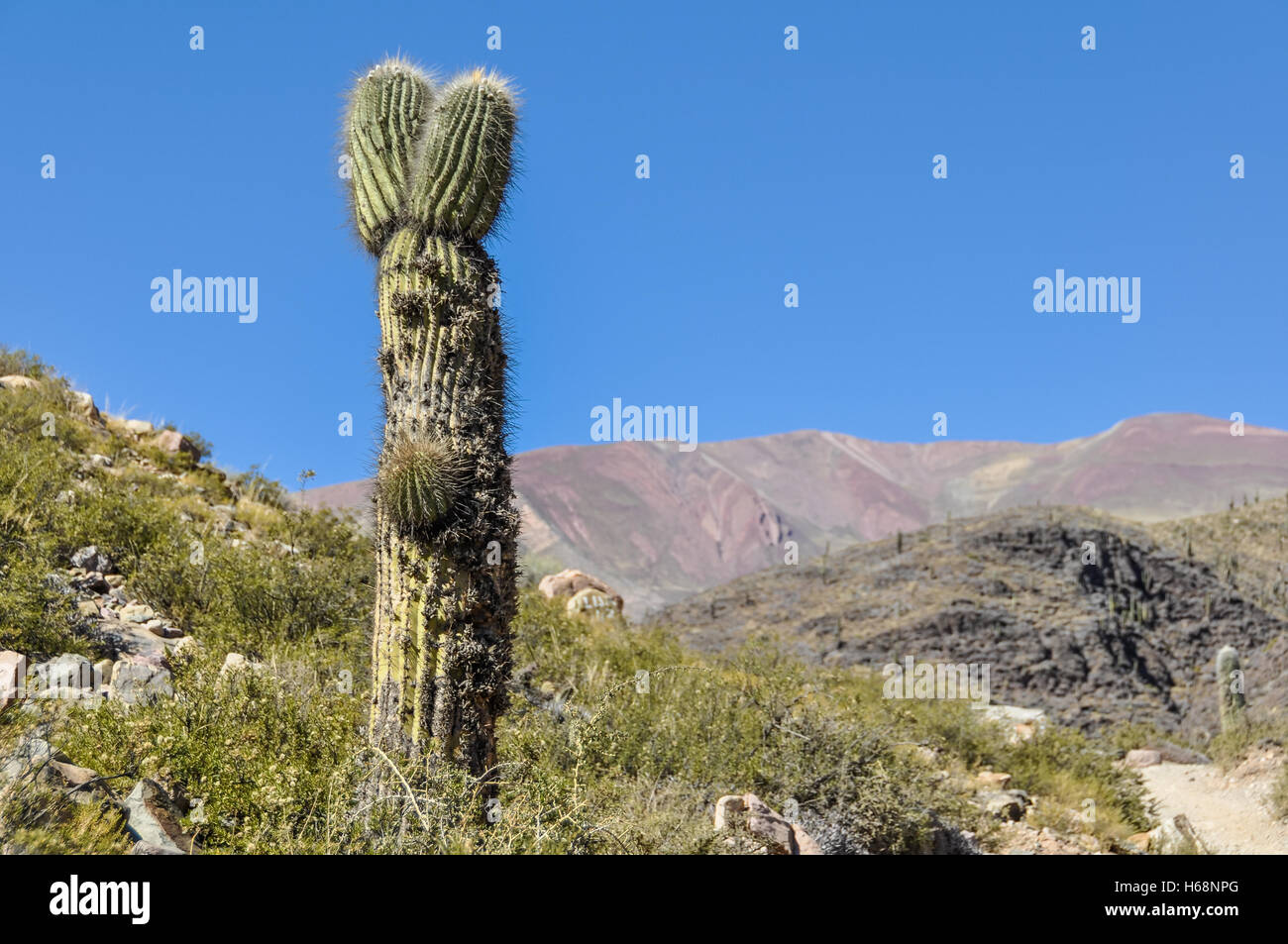 Funny shaped cactus in the Quebrada de la Humahuaca, Argentina Stock Photo  - Alamy