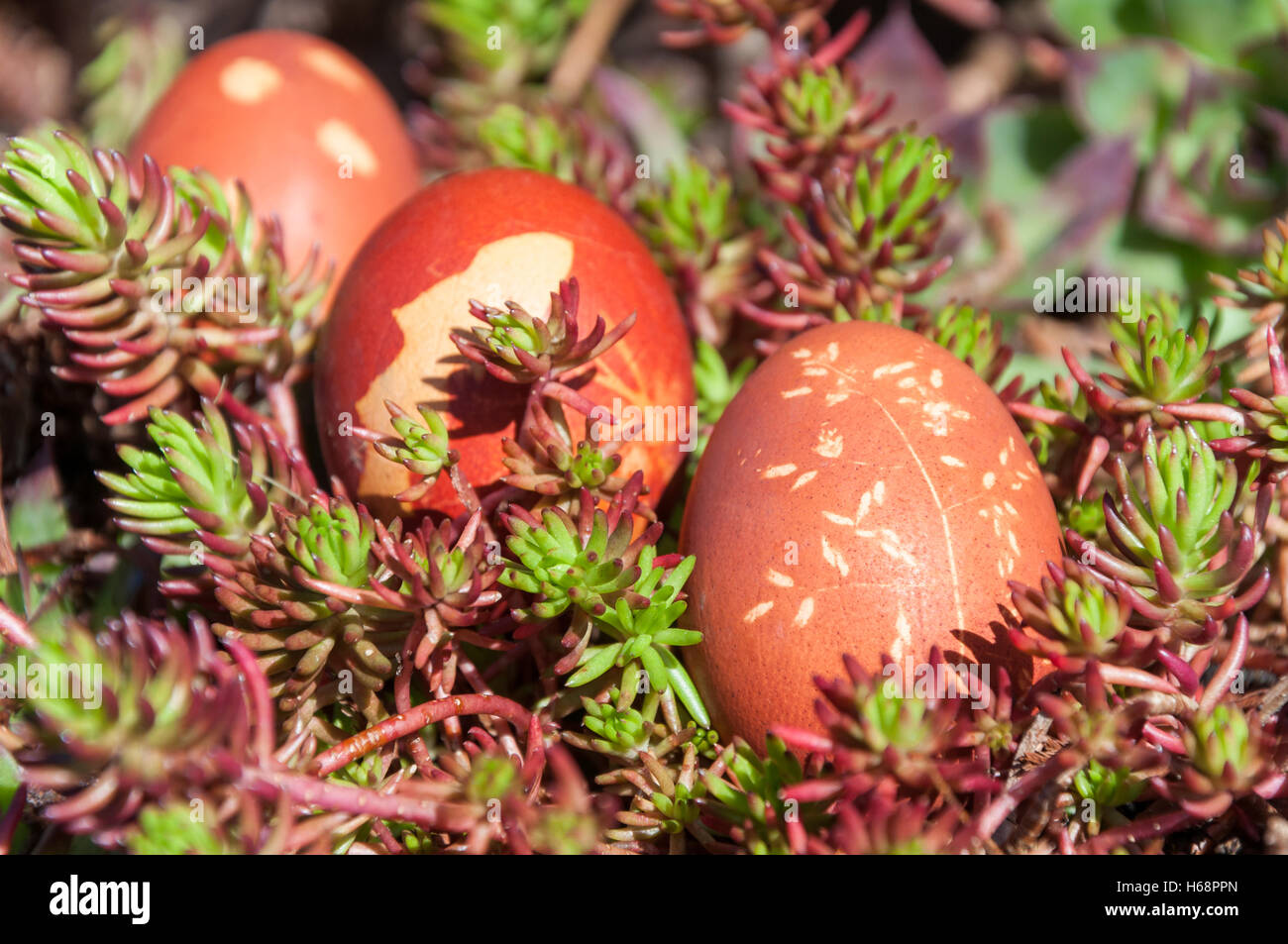 Colored Easter eggs arranged outside in a plant bed in the sun Stock Photo