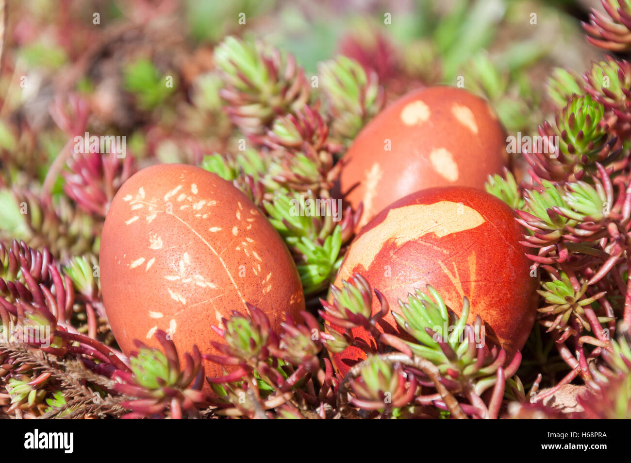Colored Easter eggs arranged outside in a plant bed in the sun Stock Photo