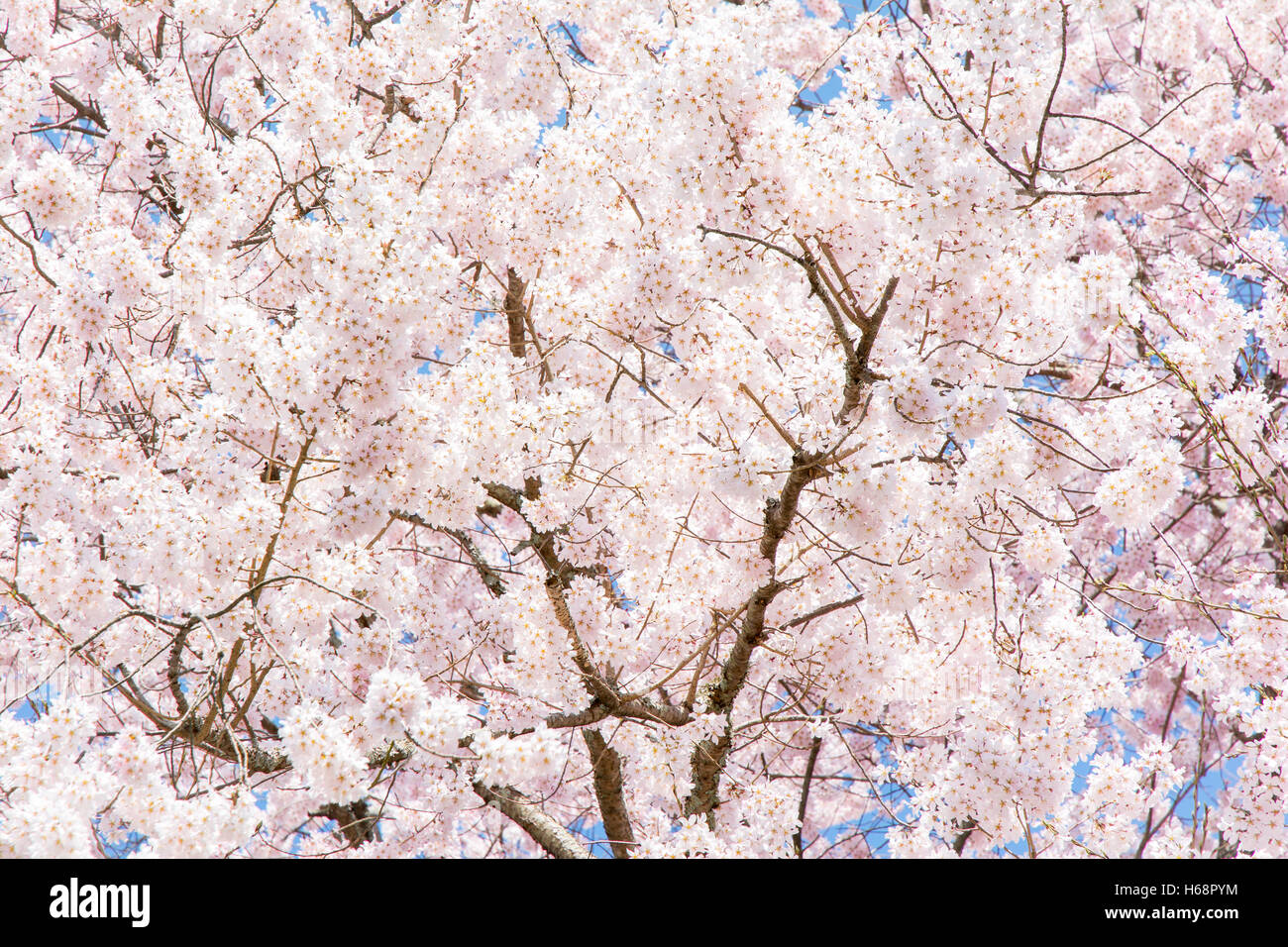 Cherry Blossom Sakura Tree, Japan Stock Photo