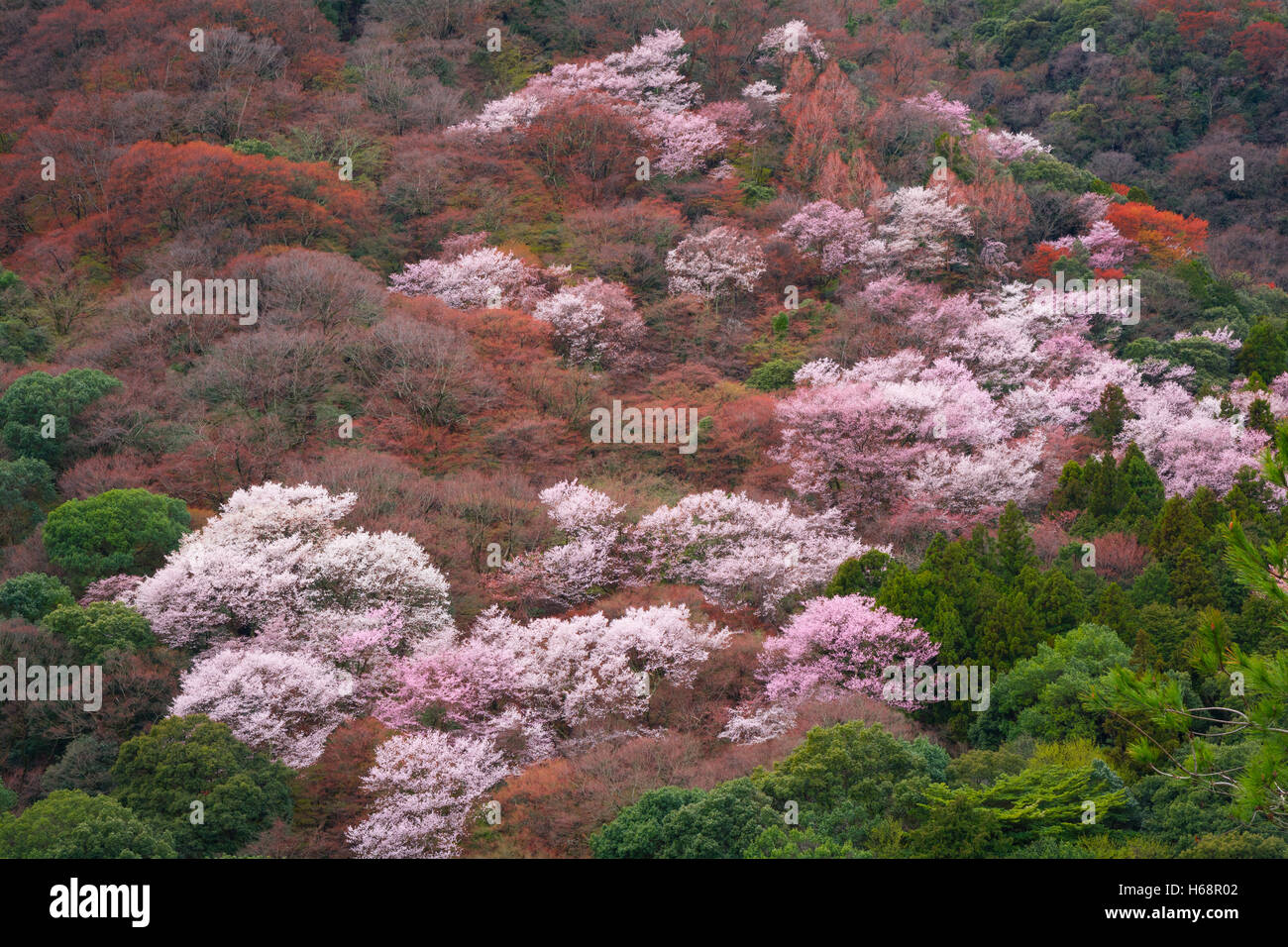 Asia Beautiful Blossom Cherry Floral Flowers Green Hill, Kyoto, Japan Stock Photo