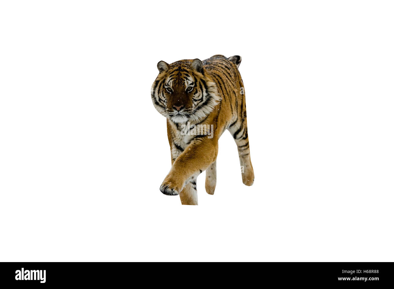Siberian tiger, Panthera tigris altaica, single cat in snow, captive Stock Photo