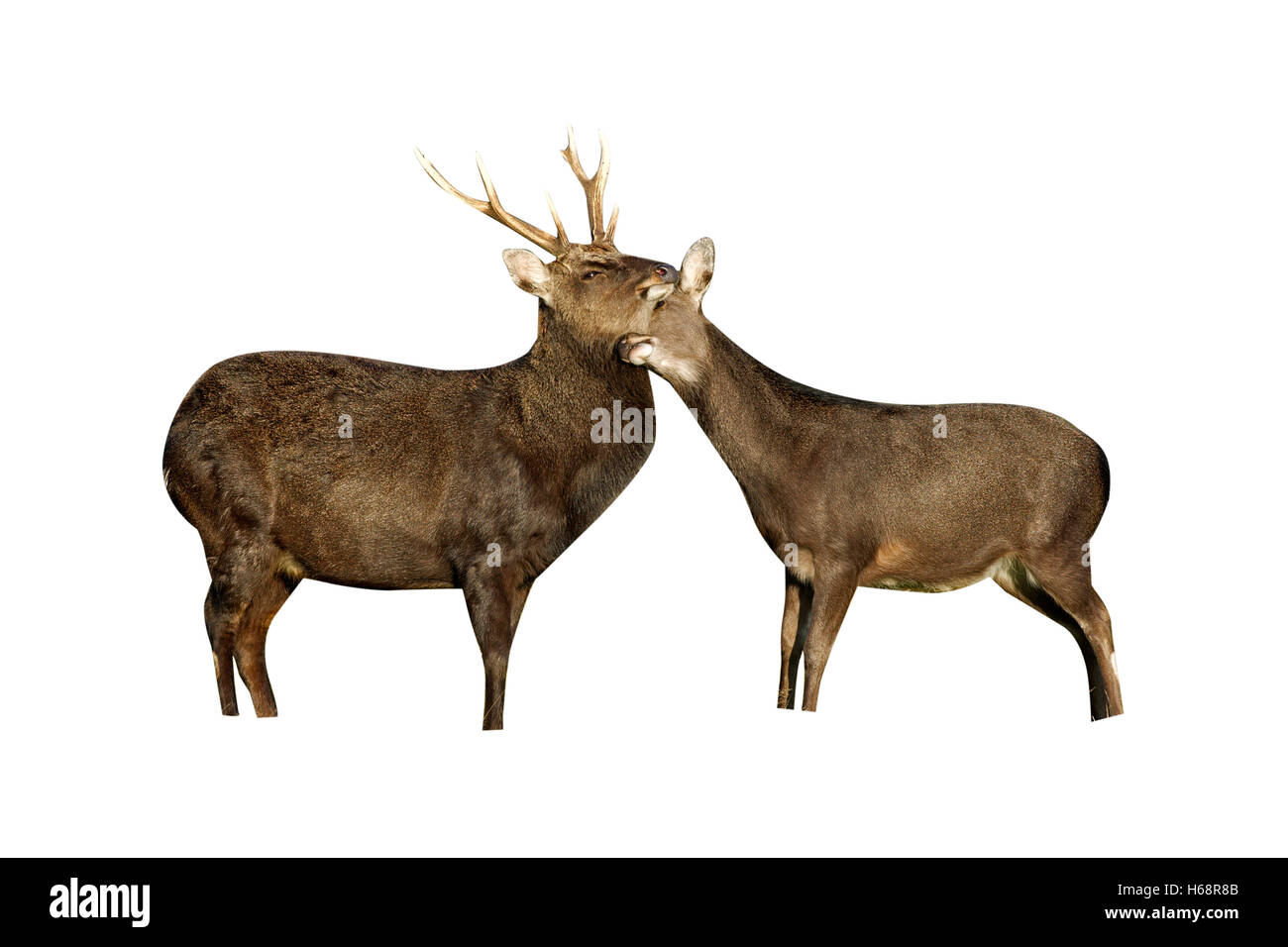 Sika deer, Cervus nippon,  male and female on grass, Kent Stock Photo