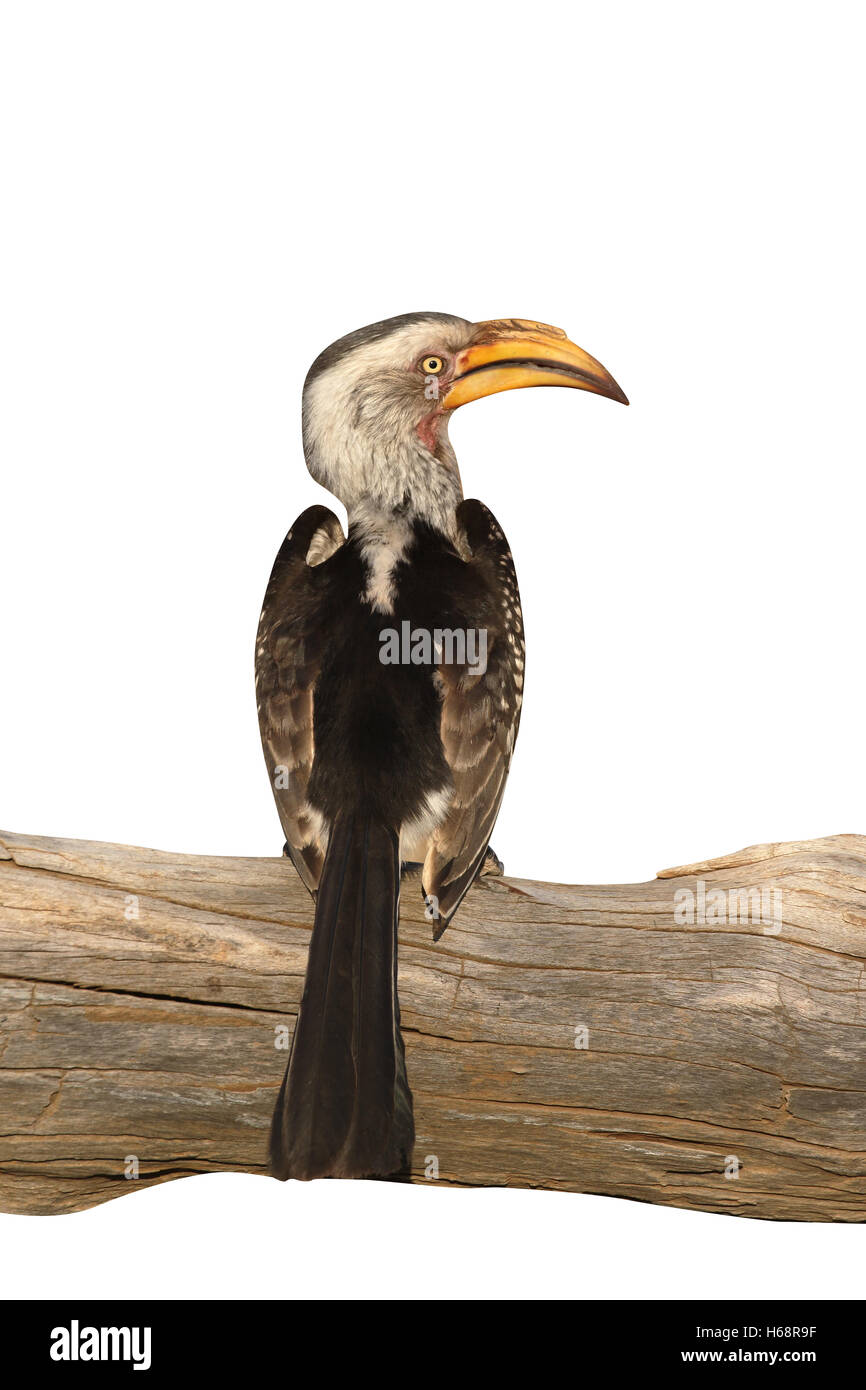 Southern yellow-billed hornbill, Tockus leucomelas,  single bird on branch, South Africa, August 2015 Stock Photo