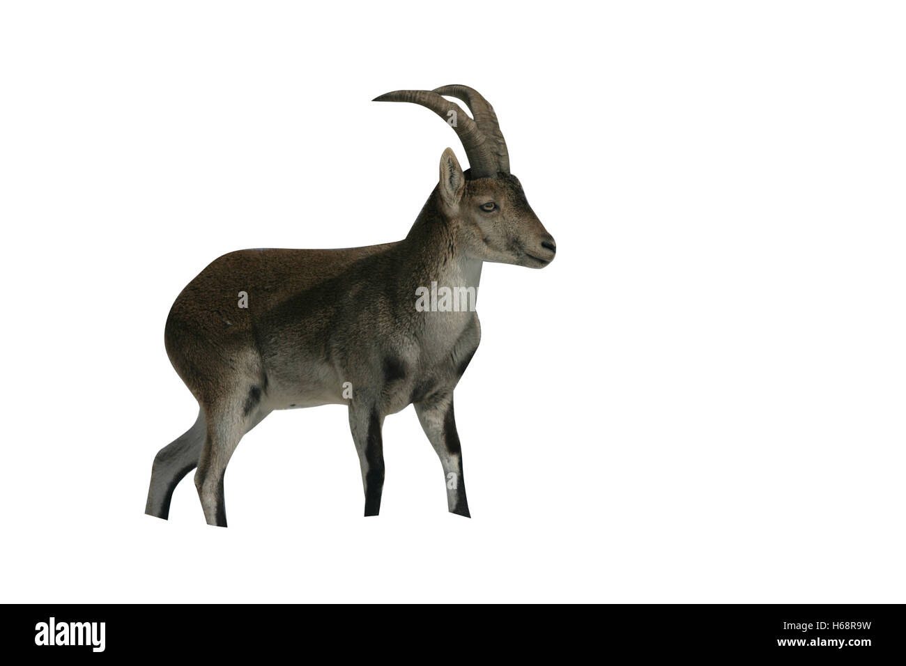 Spanish or Iberian ibex, Capra pyrenaica, single mammal in Spain, winter Stock Photo
