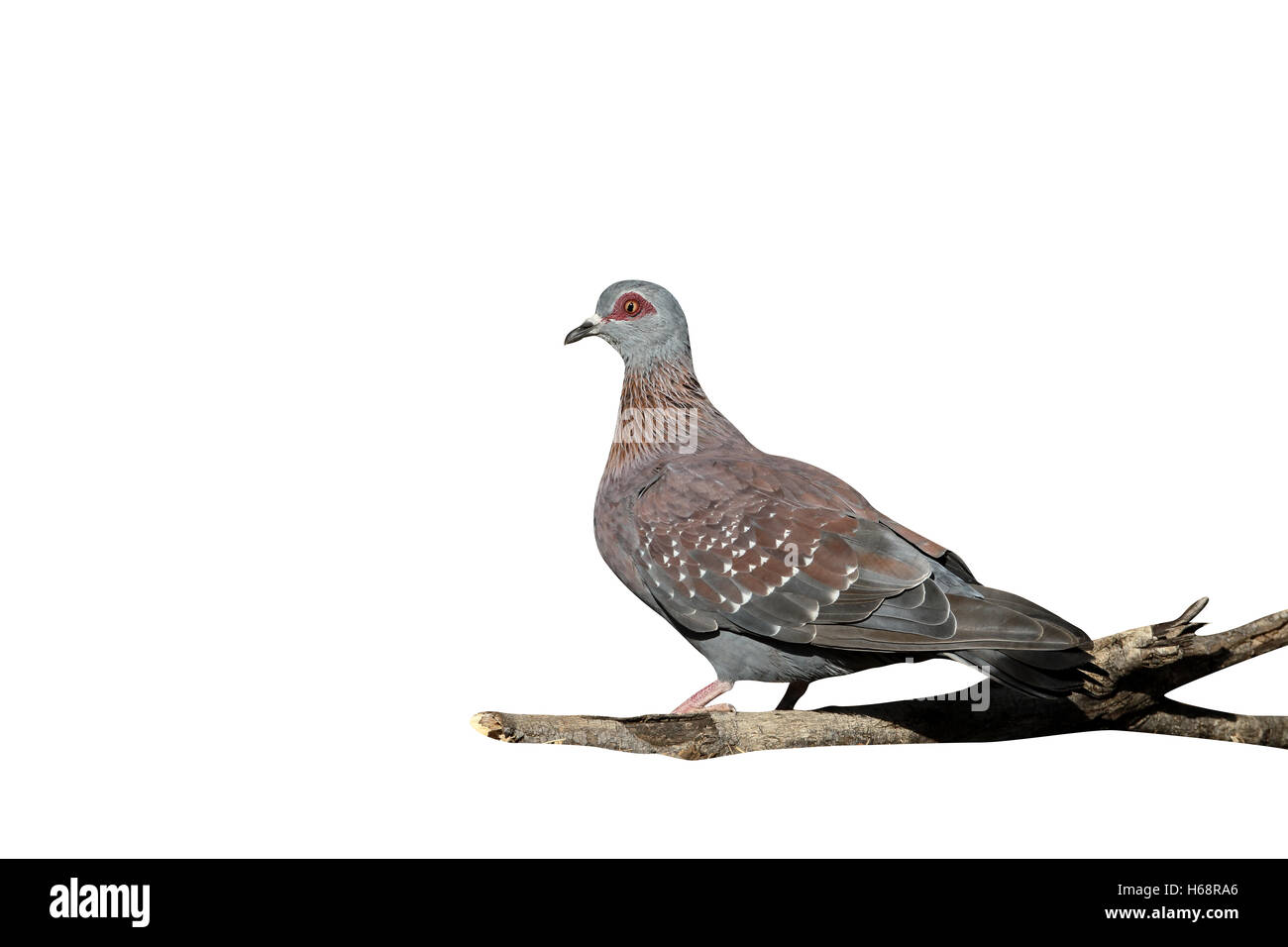 Spectacled pigeon, Columba guinea, single bird on ground, South Africa, August 2015 Stock Photo