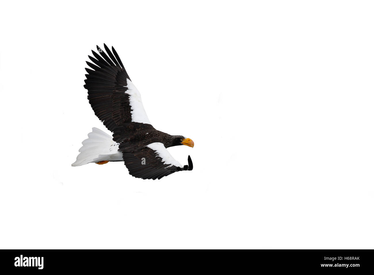 Stellers sea-eagle, Haliaeetus pelagicus, Japan, winter Stock Photo