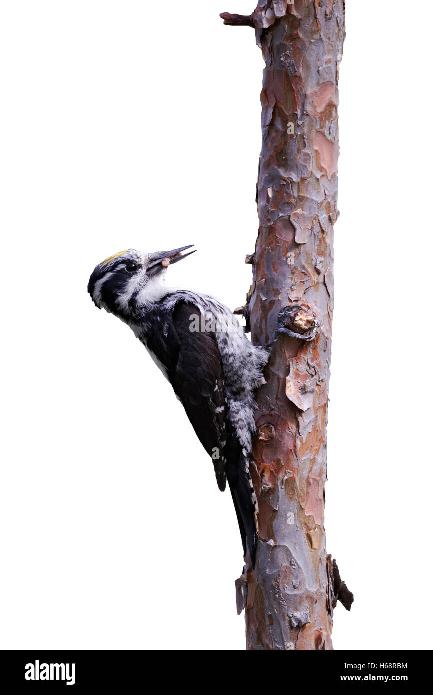Three-toed woodpecker, Picoides tridactylus, single male on tree, Finland, July 2012 Stock Photo