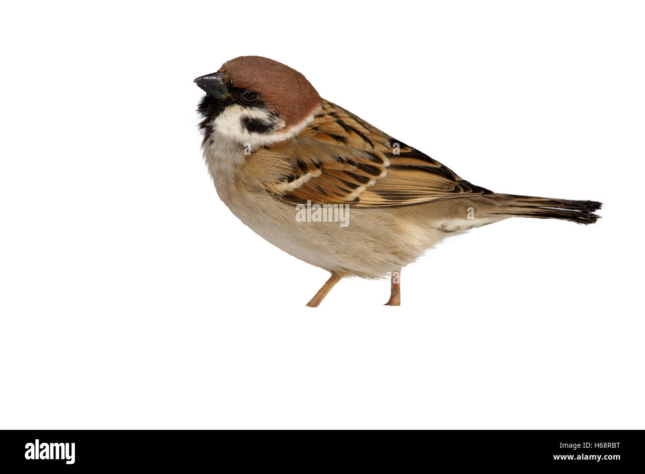 Tree sparrow, Passer montanus, Japan, winter Stock Photo