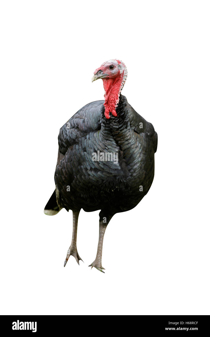 Domestic turkey, being reared  on a farm Stock Photo